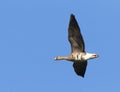 Kolgans, Greater White-fronted Goose, Anser albifrons