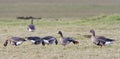 Kolgans, White-fronted Goose, Anser albifrons