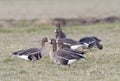 Kolgans, White-fronted Goose, Anser albifrons Royalty Free Stock Photo