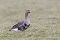 Kolgans, White-fronted Goose, Anser albifrons Royalty Free Stock Photo