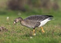 Kolgans, White-fronted Goose, Anser albifrons