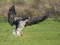 Kolgans, White-fronted Goose, Anser albifrons