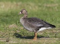 Kolgans, White-fronted Goose, Anser albifrons