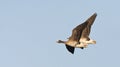 Kolgans, White-fronted Goose, Anser albifrons