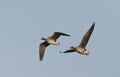 Kolgans, White-fronted Goose, Anser albifrons