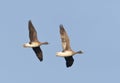 Kolgans, White-fronted Goose, Anser albifrons