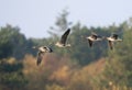 Kolgans, White-fronted Goose, Anser albifrons