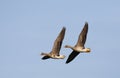 Kolgans, White-fronted Goose, Anser albifrons