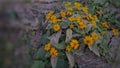 Kolget or butter daisy flowers with leaves covered by dusk Royalty Free Stock Photo