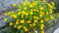 kolget flower is a fresh yellow flower Royalty Free Stock Photo