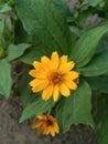 Kolget flowers or called little sunflowers Royalty Free Stock Photo