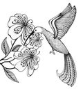 Kolibri Royalty Free Stock Photo