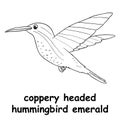 Kids line illustration coloring coppery headed hummingbird emerald. animal are just lines