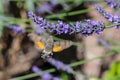 Kolibri hawk moth taking nectar from lavender