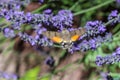 Kolibri hawk moth taking nectar from lavender