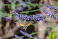 Kolibri hawk moth taking nectar from lavender