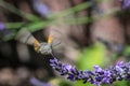 Kolibri hawk moth taking nectar from lavender