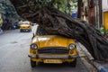 Kolkata, India - February 2, 2020: Front view of a bright yellow traditional cab parked under a weird tree on the street