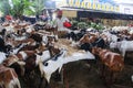 A farmer feeding the goats brought to the market for sale.