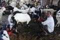 A farmer feeding goats in the goat market in the city.