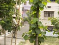 kolkata electric supply worker doing maintenance work on overhead electric cable