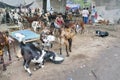 Kolkata, West Bengal, India - 11th August 2019 : Goats are being sold in market during