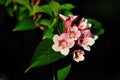 Kolkwitzia amabilis, Beautybush