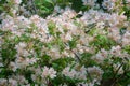 Kolkwitzia amabilis flower
