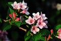 Kolkwitzia amabilis, common name Beautybush