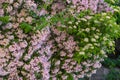 Kolkwitzia amabilis. Floral pink beautiful background.Blooming spring bushes in the garden.