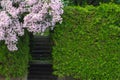Kolkwitzia amabilis and the stairs bordered by hedge made from thuja with copy space