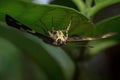 Yellow spotted Skipper sitting below the leaf