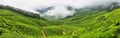 Kolukkumalai Tea plantations in a foggy day in Munnar, Kerala, India