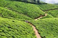 Kolukkumalai Tea plantations in a foggy day in Munnar, Kerala, India