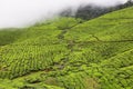 Kolukkumalai Tea plantations in a foggy day in Munnar, Kerala, India