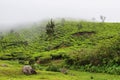 Kolukkumalai Tea plantations in a foggy day in Munnar, Kerala, India