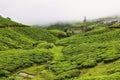 Kolukkumalai Tea plantations in a foggy day in Munnar, Kerala, India