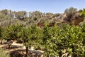 The Kolymbetra Garden at the Valle dei Templi - Agrigento, Sicily, Southern Italy Royalty Free Stock Photo