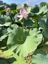 Komarov lotus flower on Karasinoe Lake near Artem city. Primorsky Krai, Russia