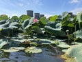 Komarov lotus flower on Karasinoe Lake near Artem city. Primorsky Krai, Russia