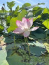 Komarov lotus flower on Karasinoe Lake near Artem city. Primorsky Krai, Russia
