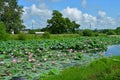 Komarov Lotus, or nut-bearing Lotus Nelumbo komarovii, Nelumbo nucifera on a small lake in the village of Novogordeevka. Anuchin