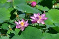 Komarov Lotus, or nut-bearing Lotus Nelumbo komarovii, Nelumbo nucifera on a small lake in the village of Novogordeevka. Anuchin