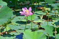 Komarov Lotus, or nut-bearing Lotus Nelumbo komarovii, Nelumbo nucifera on a small lake in the village of Novogordeevka. Anuchin