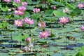 Komarov Lotus, or nut-bearing Lotus Nelumbo komarovii, Nelumbo nucifera on a small lake in the village of Novogordeevka. Anuchin