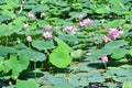 Komarov Lotus, or nut-bearing Lotus Nelumbo komarovii, Nelumbo nucifera on a small lake in the village of Novogordeevka. Anuchin