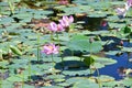 Komarov Lotus, or nut-bearing Lotus Nelumbo komarovii, Nelumbo nucifera on a small lake in the village of Novogordeevka. Anuchin