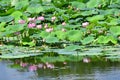 Komarov Lotus, or nut-bearing Lotus Nelumbo komarovii, Nelumbo nucifera on a small lake in the village of Novogordeevka. Anuchin