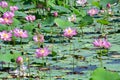 Komarov Lotus, or nut-bearing Lotus Nelumbo komarovii, Nelumbo nucifera on a small lake in the village of Novogordeevka. Anuchin