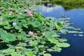 Komarov Lotus, or nut-bearing Lotus Nelumbo komarovii, Nelumbo nucifera on a small lake in the village of Novogordeevka. Anuchin